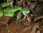 Preview: Amphibians and Reptiles of Southern Vietnam